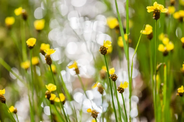 Xyris yellow flowers — Stock Photo, Image