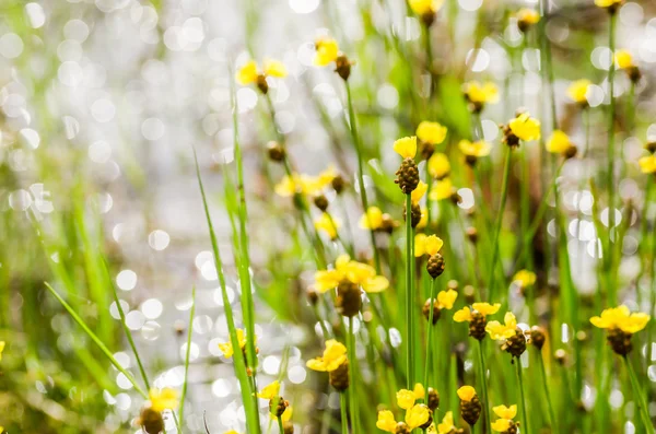 Xyris yellow flowers — Stock Photo, Image