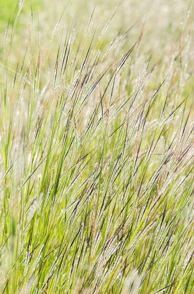 Kleine bloem — Stockfoto