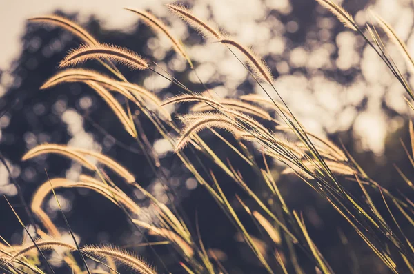 Dwarf vintage Foxtail trawy — Zdjęcie stockowe