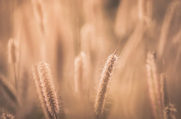 Enano Foxtail hierba vendimia —  Fotos de Stock