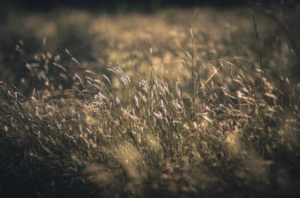 Little flower vintage — Stock Photo, Image