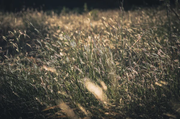 Piccolo fiore vintage — Foto Stock