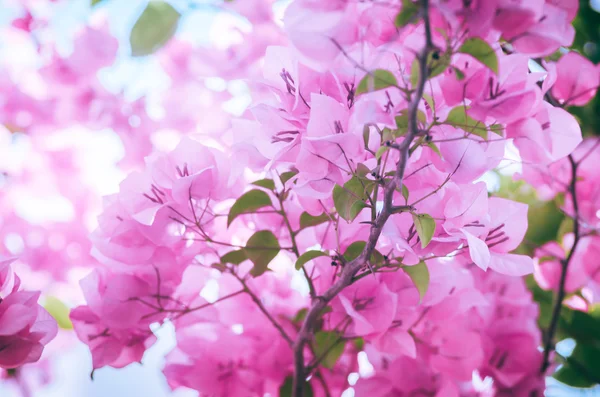 紙の花やブーゲンビリア ヴィンテージ — ストック写真