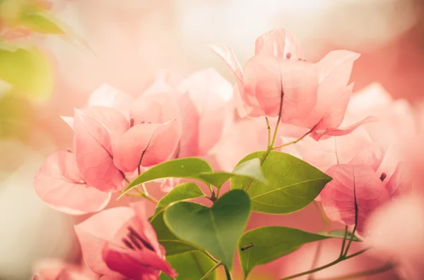 Paper flowers or Bougainvillea vintage — Stock Photo, Image