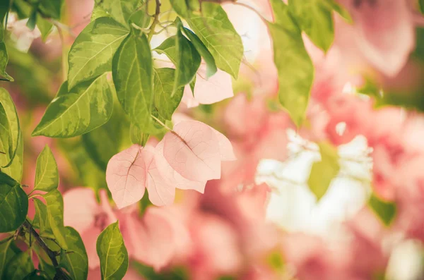 Flores de papel o Bougainvillea vintage — Foto de Stock