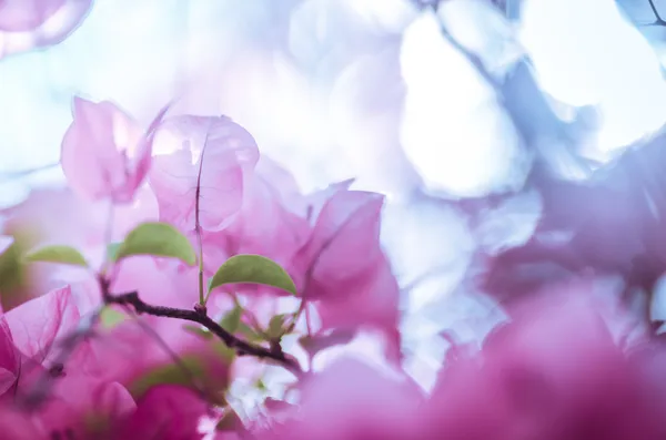 ดอกไม้กระดาษหรือ Bougainvillea วินเทจ — ภาพถ่ายสต็อก