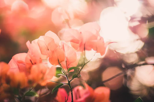 Паперові квіти або бугенвіль Вінтаж — стокове фото
