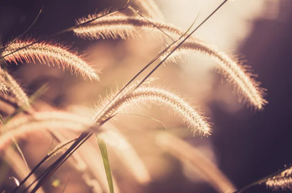 Dwarf Foxtail Grass vintage — Stock Photo, Image