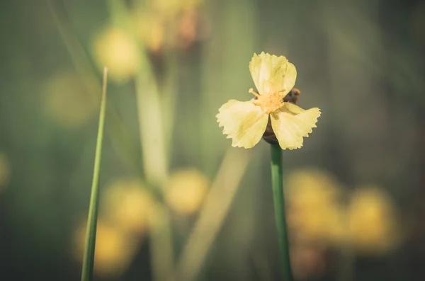 Xyris yellow flowers vintage — Stock Photo, Image