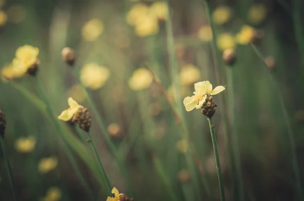 Xyris gelbe Blüten Jahrgang — Stockfoto