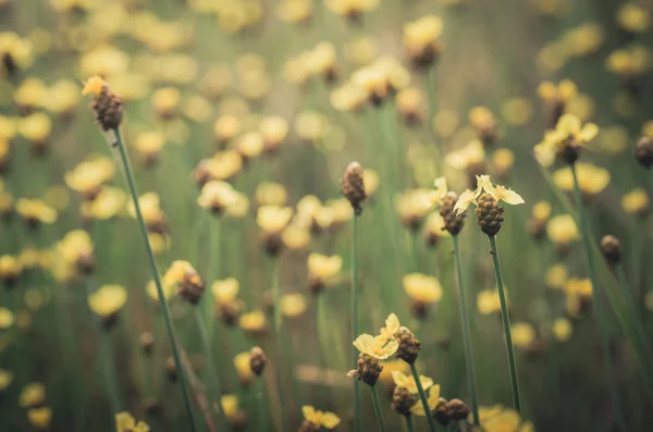 Xyris gelbe Blüten Jahrgang — Stockfoto