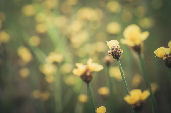 Xyris žluté květy ročník — Stock fotografie