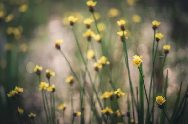 Xyris yellow flowers vintage — Stock Photo, Image