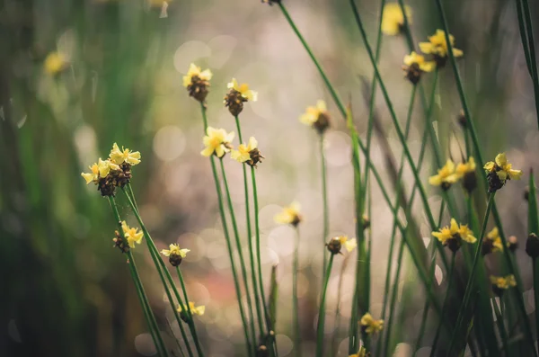 Xyris yellow flowers vintage — Stock Photo, Image