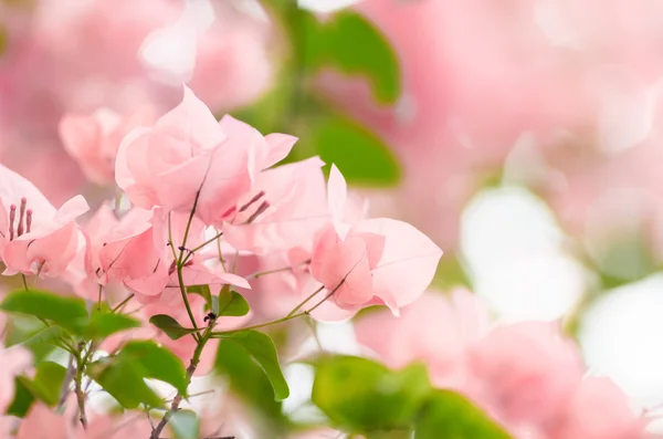 Papier bloemen of Bougainville — Stockfoto