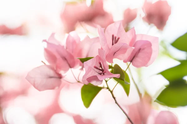 Бумажные цветы или Бугенвилья — стоковое фото