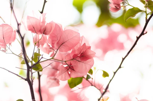 Papper blommor eller bougainvillea — Stockfoto