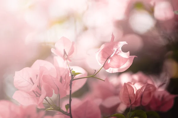 Papírové květiny nebo popínavé rostliny — Stock fotografie