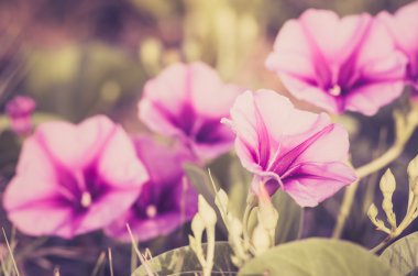 sabah zafer veya convolvulaceae çiçek vintage