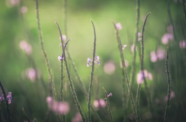 vahşi küçük çiçek vintage
