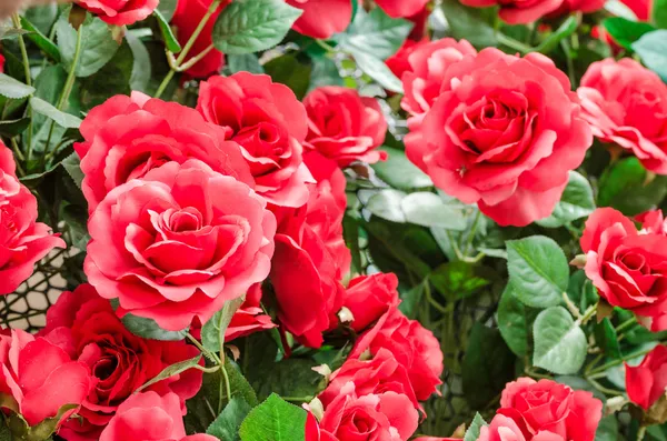 Rosa roja flor — Foto de Stock