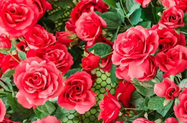 Rode rose bloem — Stockfoto