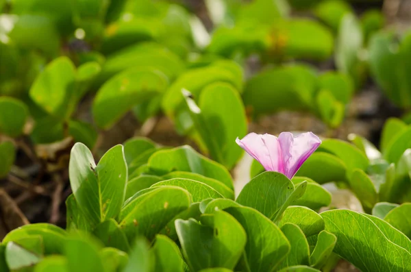 Morning glory of convolvulaceae bloemen — Stockfoto