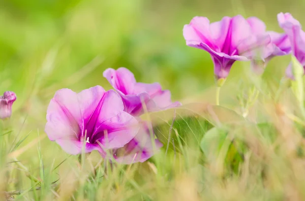 Morgenruhm oder konvolvulaceae Blumen — Stockfoto