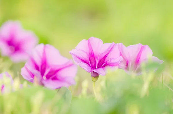 Morgenruhm oder konvolvulaceae Blumen — Stockfoto