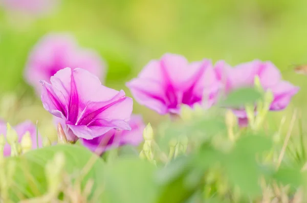 Morgenruhm oder konvolvulaceae Blumen — Stockfoto