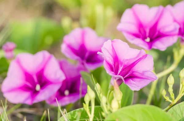 Gloire du matin ou fleurs de Convolvulaceae — Photo