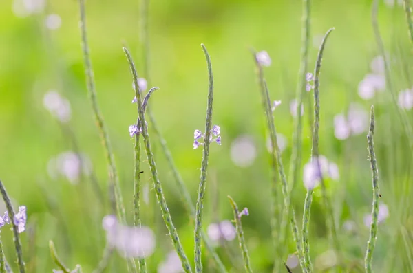 Piccolo fiore selvatico — Foto Stock