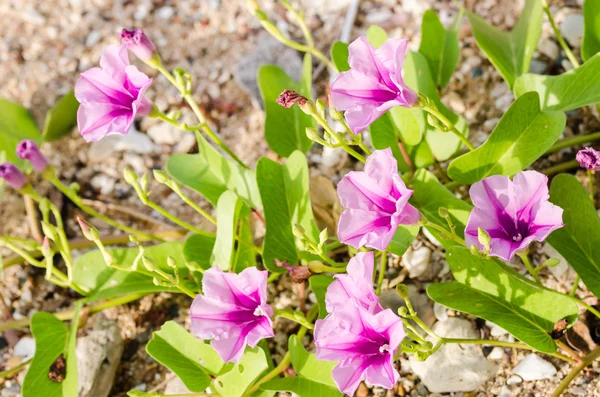 Morgenprakt eller konvolvulaceae-blomster – stockfoto