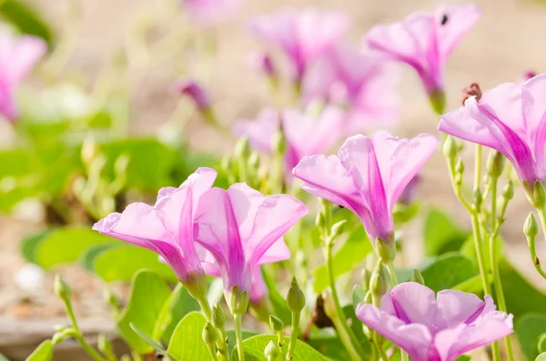 Morgenruhm oder konvolvulaceae Blumen — Stockfoto