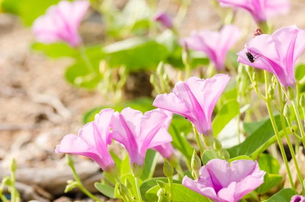 Morgenruhm oder konvolvulaceae Blumen — Stockfoto