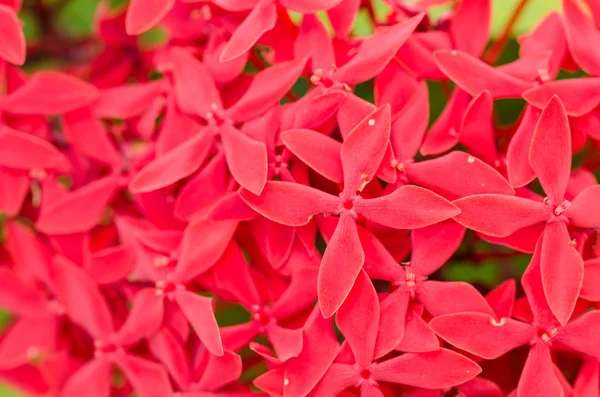 イクソラ コクシネアの花 — ストック写真