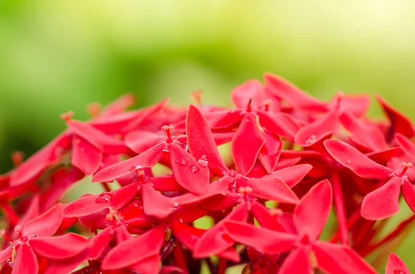 Ixora coccinea flowers — Stock Photo, Image