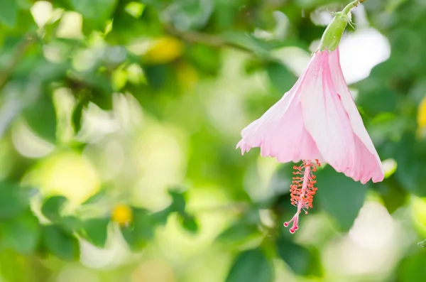Flor del zapato o Hibiscus — Foto de Stock