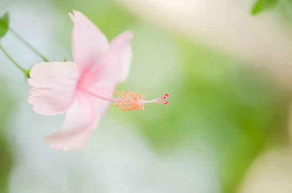 Sko blomma eller hibiscus — Stockfoto