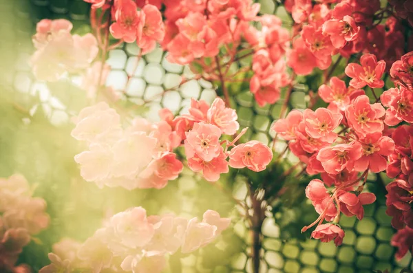 Roter Blütenjahrgang — Stockfoto