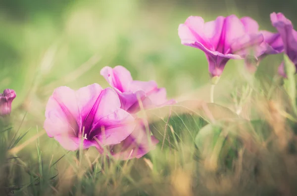 Morgenruhm oder Convolvulaceae Blüten Jahrgang — Stockfoto