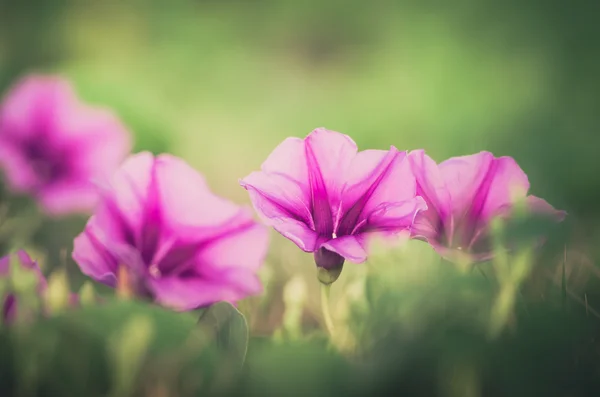 Ranna sława lub Powojowate vintage kwiaty — Stockfoto