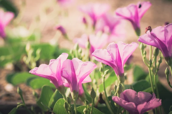 Morning glory or Convolvulaceae flowers vintage — Stock Photo, Image