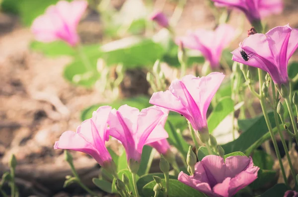 Morgenruhm oder Convolvulaceae Blüten Jahrgang — Stockfoto