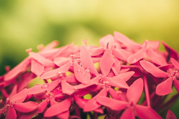 Ixora coccinea květiny vinobraní — Stock fotografie