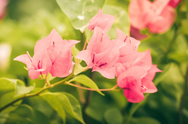 Papier bloemen of bougainvillea jaargang — Stockfoto