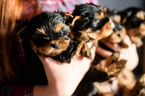 Close Filhotes Cachorro Nos Braços Uma Mulher Uma Camisa Quadriculada — Fotografia de Stock