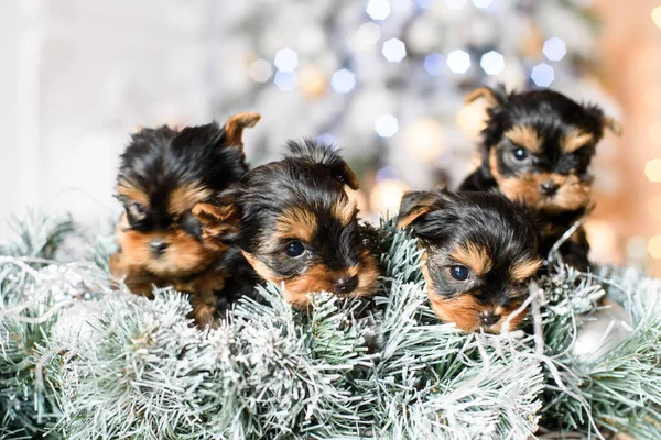 Filhotes Cachorro Yorkie Mentir Sobre Grinaldas Natal Abeto — Fotografia de Stock