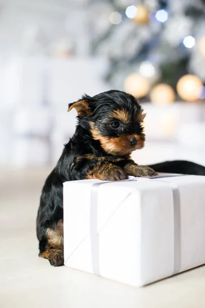 Little Puppy Leaning Gift Background Christmas Tree Lights — Stock Photo, Image